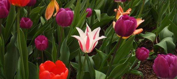 Brookside Gardens Tulips 2025