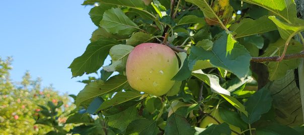 apple tree at doc waters orchard