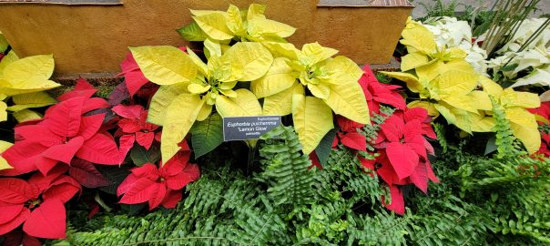 poinsettias-us botanic garden