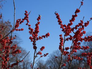 Winterberry Holly