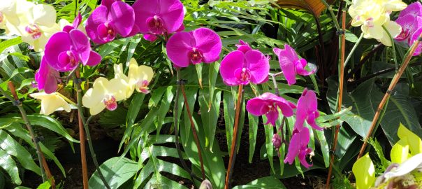 February Garden Tips