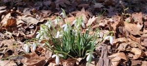 Snowdrops
