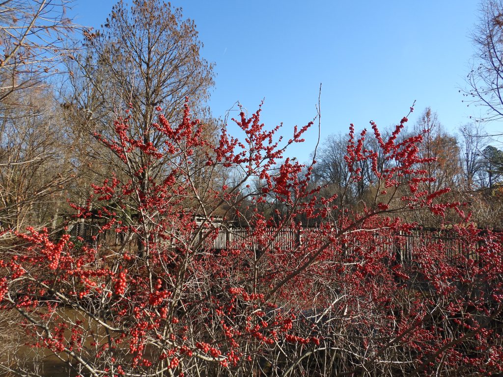 Brookside Gardens winter walk