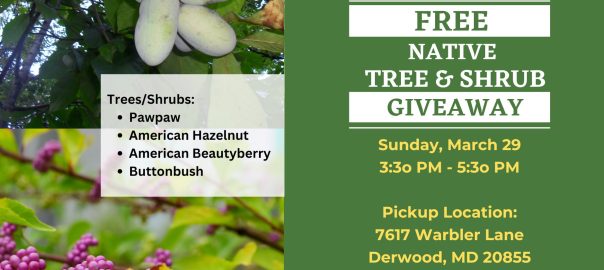 Free Native Tree Giveaway