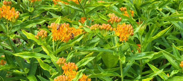 June Garden Tips