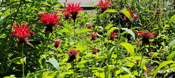 July Garden Tips