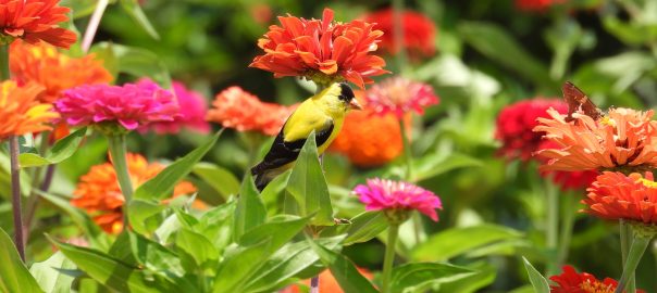 August Garden Tips