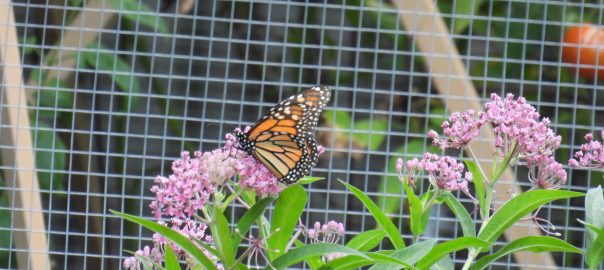 September Garden Tips