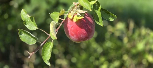 October Garden Tips