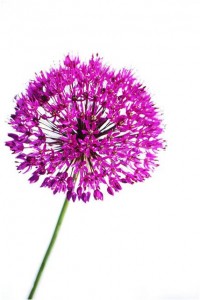 allium