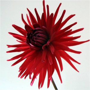 dahlia