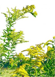 goldenrod