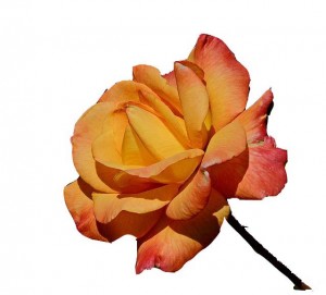 orange rose