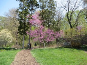 Green Spring Gardens path