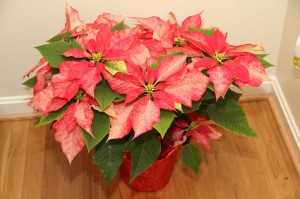 Pink Poinsettas